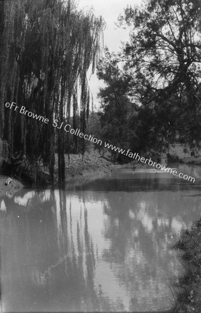 WILLOWS/ KURRAJONG TREES